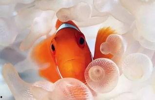 小丑鱼军需反场最新爆料,揭秘幕后真相与惊人内幕